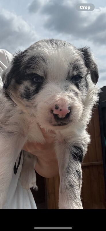 Border Collie puppies for sale in Peterborough, Cambridgeshire – 5 weeks old