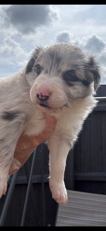 Border Collie puppies for sale in Peterborough, Cambridgeshire – 5 weeks old - Image 2 of 3