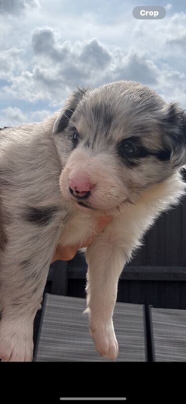 Border Collie puppies for sale in Peterborough, Cambridgeshire – 5 weeks old - Image 3 of 3