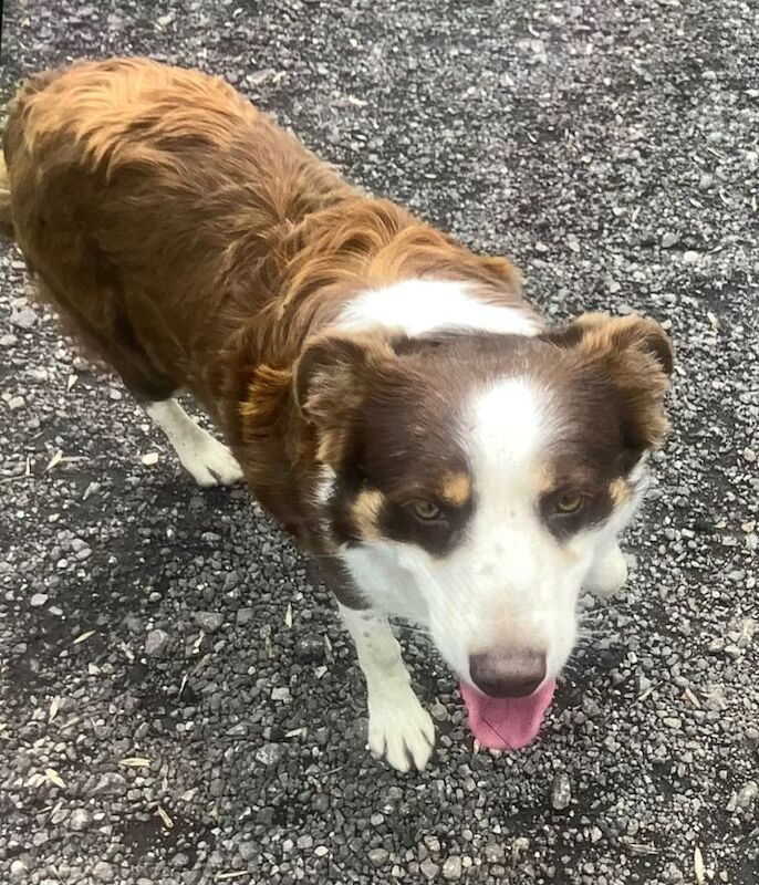 Super friendly , delightful female red and white adult border collie —Ideal companion - Image 3 of 5