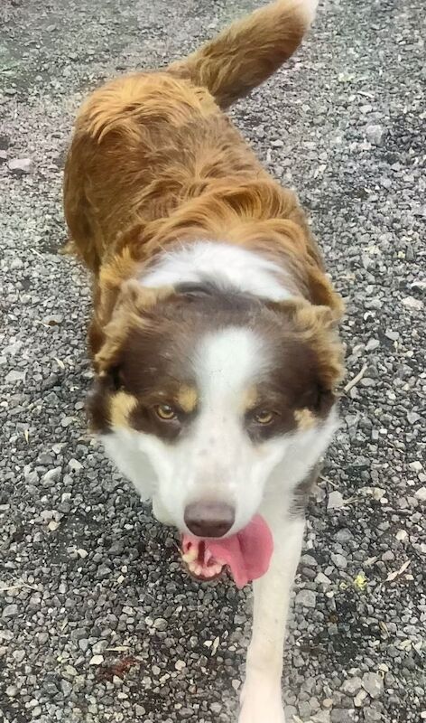 Super friendly , delightful female red and white adult border collie —Ideal companion - Image 5 of 5
