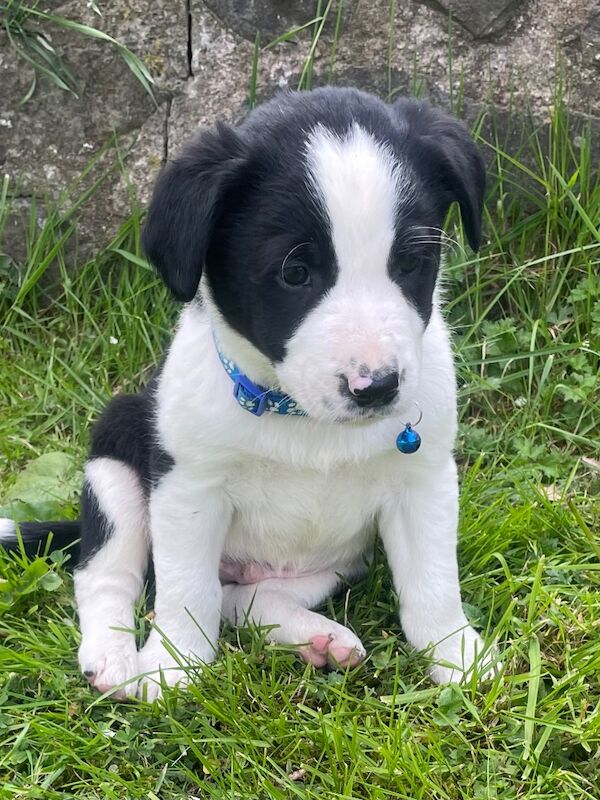 Border Collie Puppies For Sale Under £1,000