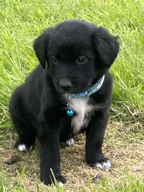 Sweet Border Collie x Puppies - Image 4 of 9