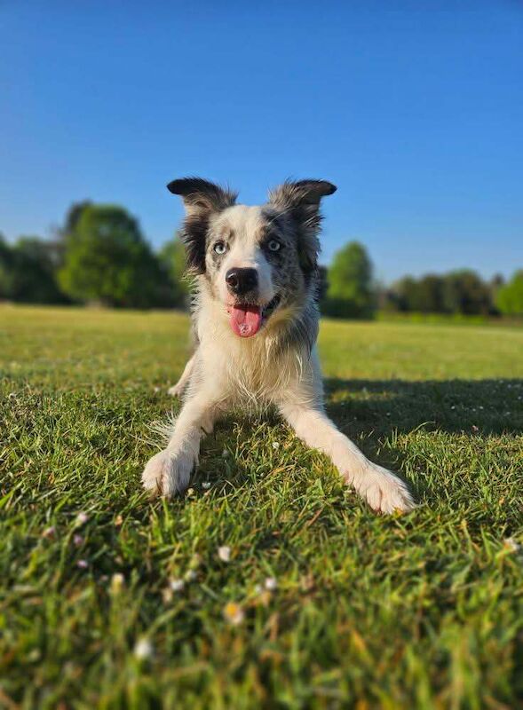 Border Collie puppies for sale in Haywards Heath, West Sussex – 4 years old