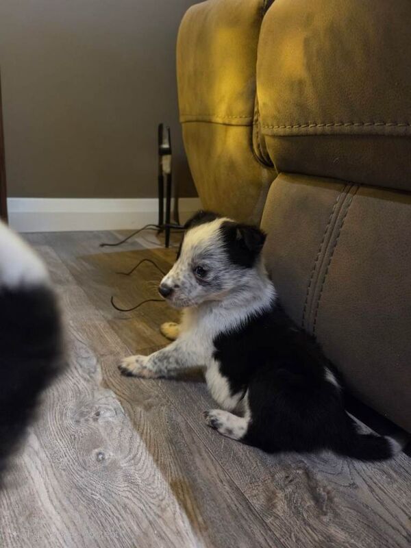 Border Collie puppies for sale in Ballymena, County Antrim – 12 weeks old - Image 3 of 6