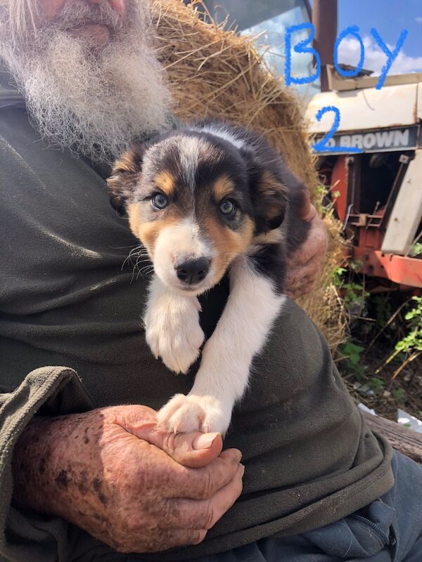 Border Collie puppies for sale in Gerrards Cross, Buckinghamshire – 10 weeks old