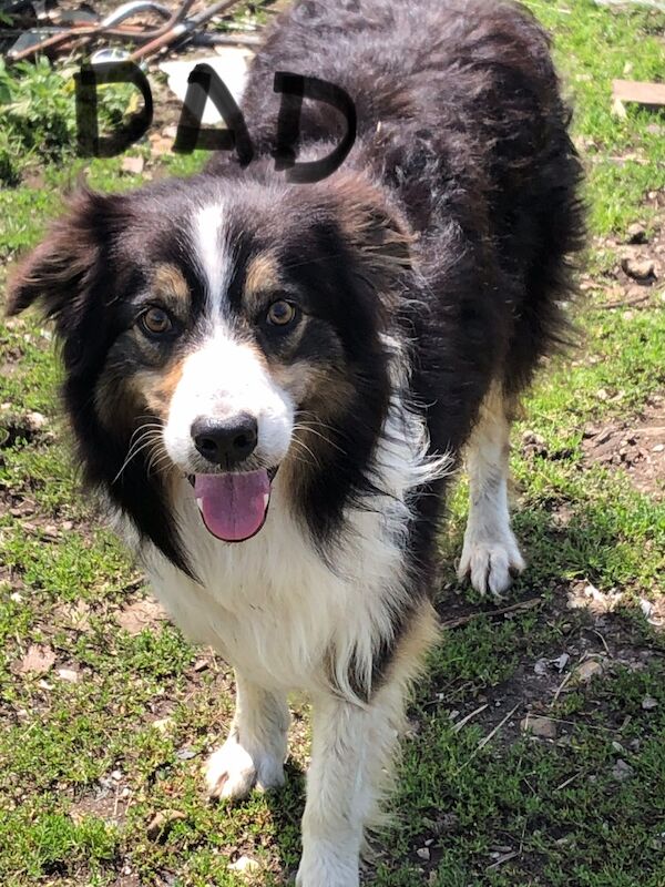 Border Collie puppies for sale in Gerrards Cross, Buckinghamshire – 10 weeks old - Image 2 of 11
