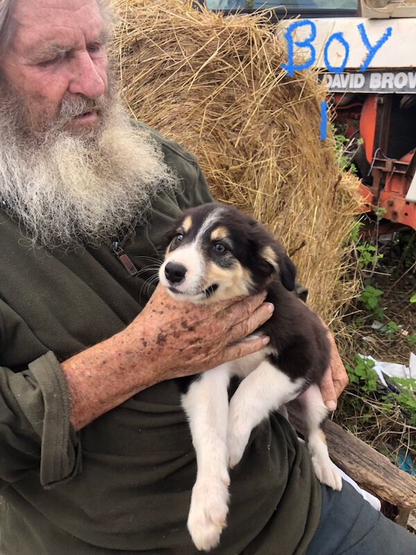 Border Collie puppies for sale in Gerrards Cross, Buckinghamshire – 10 weeks old - Image 3 of 11