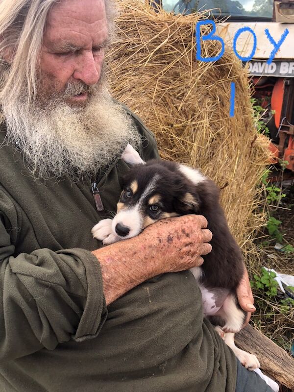 Border Collie puppies for sale in Gerrards Cross, Buckinghamshire – 10 weeks old - Image 4 of 11