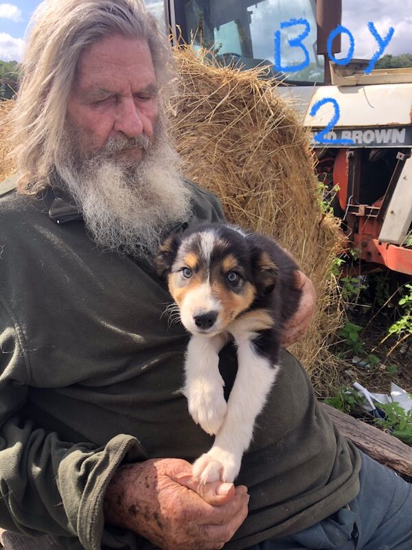 Border Collie puppies for sale in Gerrards Cross, Buckinghamshire – 10 weeks old - Image 5 of 11
