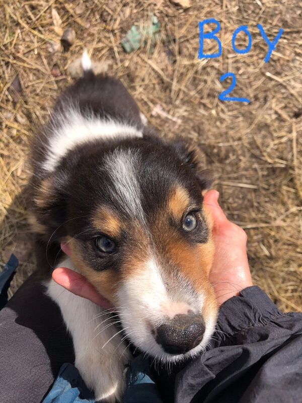 Border Collie puppies for sale in Gerrards Cross, Buckinghamshire – 10 weeks old - Image 6 of 11