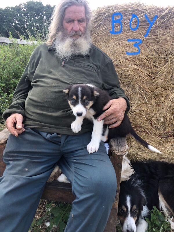 Border Collie puppies for sale in Gerrards Cross, Buckinghamshire – 10 weeks old - Image 7 of 11