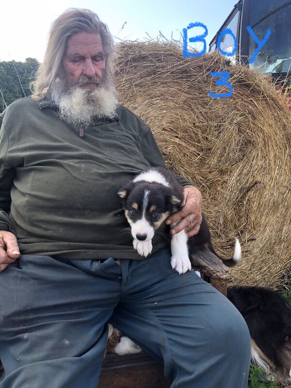 Border Collie puppies for sale in Gerrards Cross, Buckinghamshire – 10 weeks old - Image 8 of 11