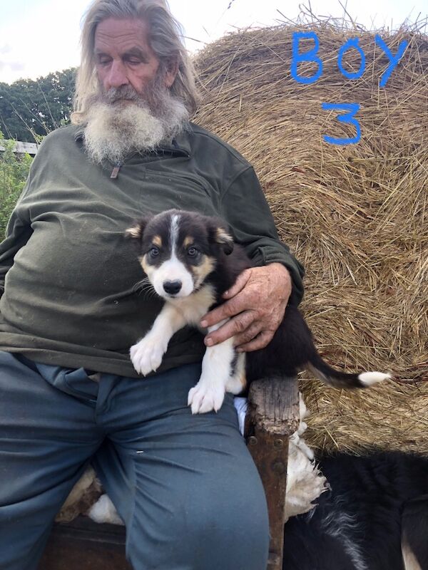 Border Collie puppies for sale in Gerrards Cross, Buckinghamshire – 10 weeks old - Image 9 of 11
