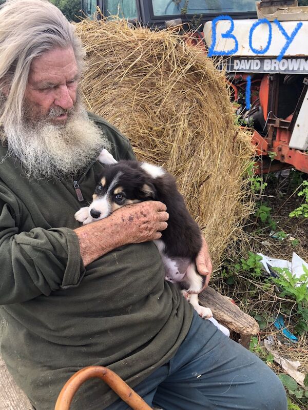 Border Collie puppies for sale in Gerrards Cross, Buckinghamshire – 10 weeks old - Image 10 of 11