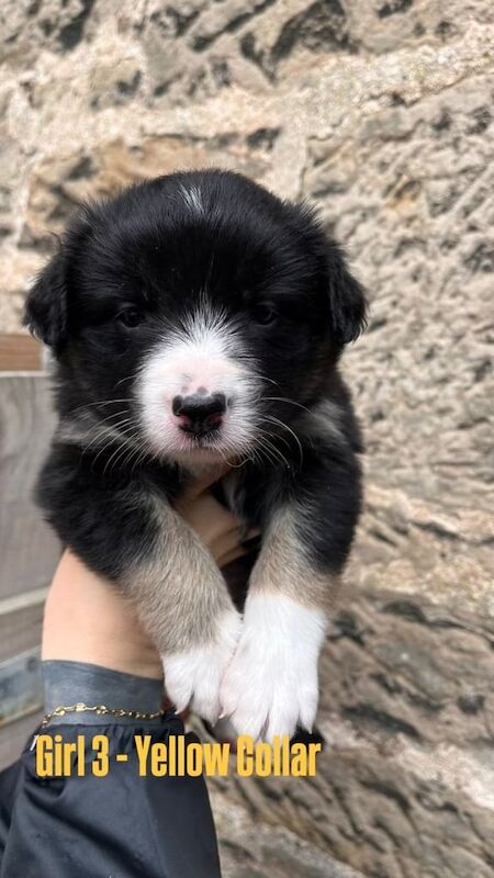 Border Collie puppies for sale in Elgin, Moray – 6 weeks old - Image 2 of 3