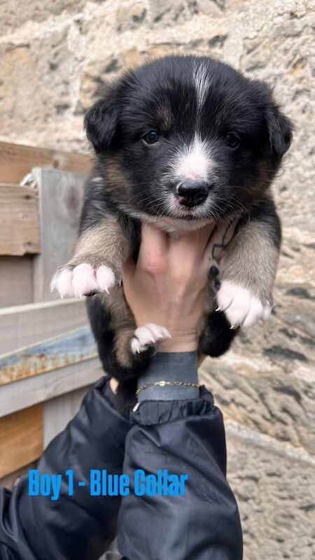Border Collie puppies for sale in Elgin, Moray – 6 weeks old - Image 3 of 3