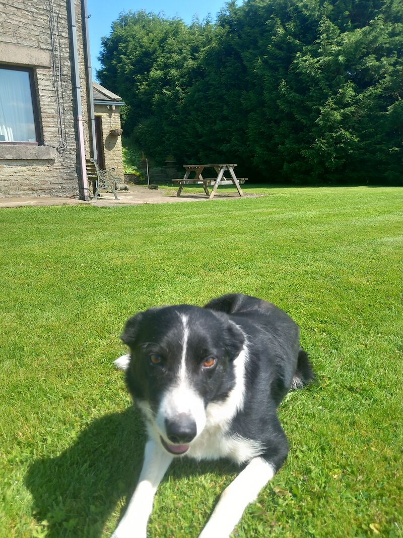 Trained Working Collie for sale in Lancashire | Image 1