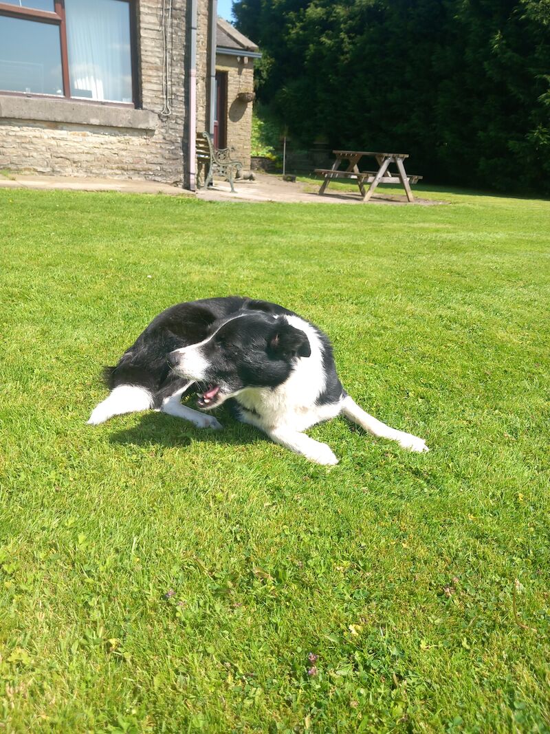 Trained Working Collie for sale in Lancashire | Image 2