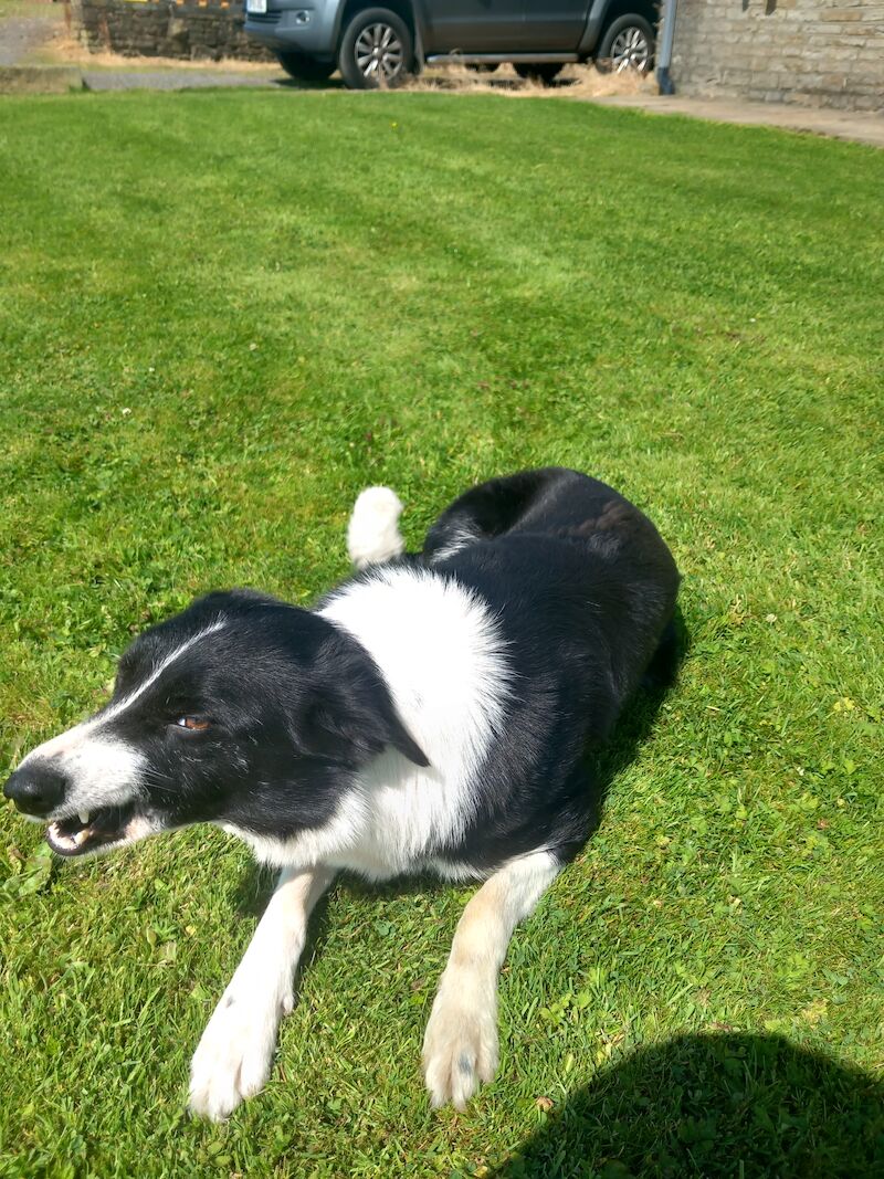 Trained Working Collie for sale in Lancashire | Image 3