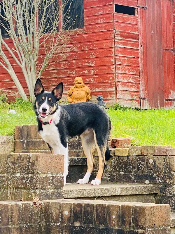 Tri colour border collie pup for sale in Stanstead Abbotts, Hertfordshire | Image 1
