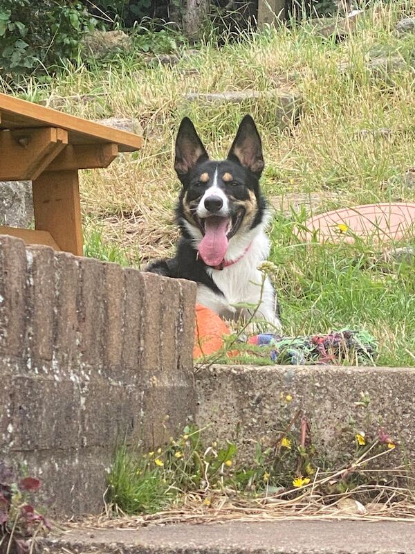 Border Collie puppies for sale in Stanstead Abbotts, Hertfordshire – 1 year old - Image 2 of 3