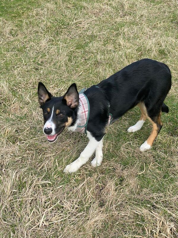 Tri colour border collie pup for sale in Stanstead Abbotts, Hertfordshire | Image 3