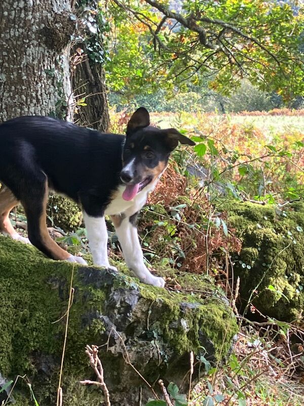 Border Collie puppies for sale in Moretonhampstead, Devon – 3 months old