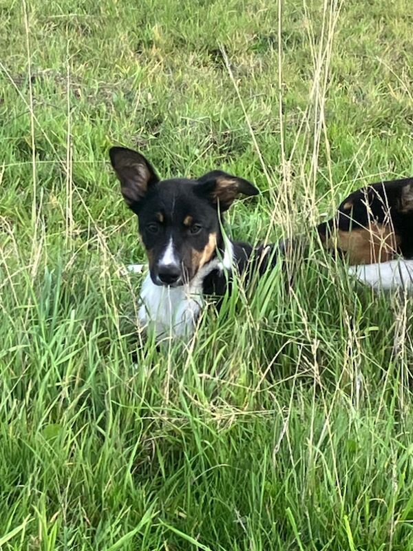 Border Collie puppies for sale in Moretonhampstead, Devon – 3 months old - Image 2 of 6