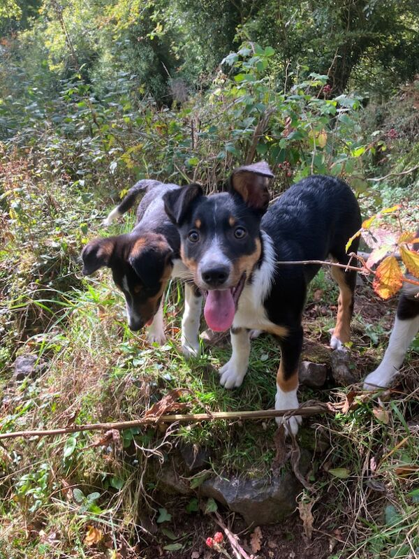 Border Collie puppies for sale in Moretonhampstead, Devon – 3 months old - Image 3 of 6