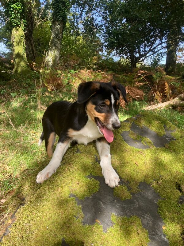Border Collie puppies for sale in Moretonhampstead, Devon – 3 months old - Image 4 of 6
