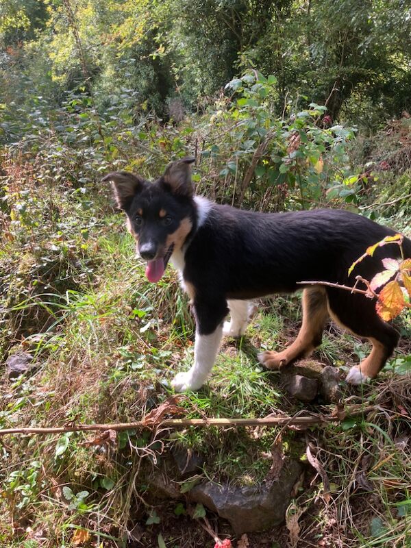 Border Collie puppies for sale in Moretonhampstead, Devon – 3 months old - Image 5 of 6
