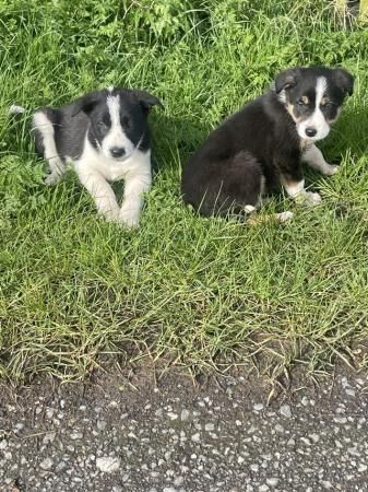 Tri coloured bitch puppy 8 weeks old for sale in Northallerton, North Yorkshire - Image 2