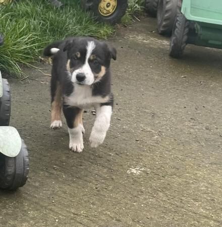 Tri coloured bitch puppy 8 weeks old for sale in Northallerton, North Yorkshire - Image 3