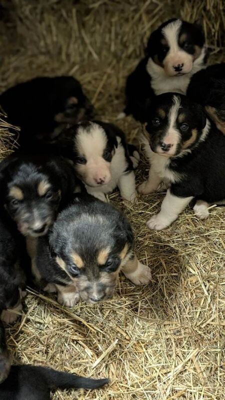 Border Collie Puppies For Sale Under £1,000