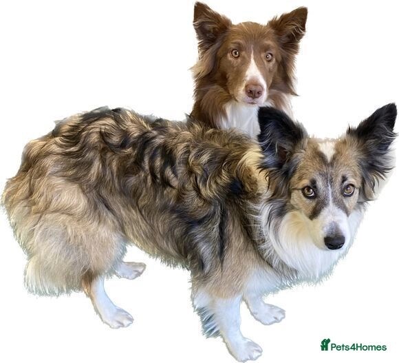 Two Adult Border Collies. Half Brother & Sister. for sale in PE12 8RH - Image 1