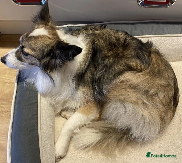 Two Adult Border Collies. Half Brother & Sister. for sale in PE12 8RH | Image 2