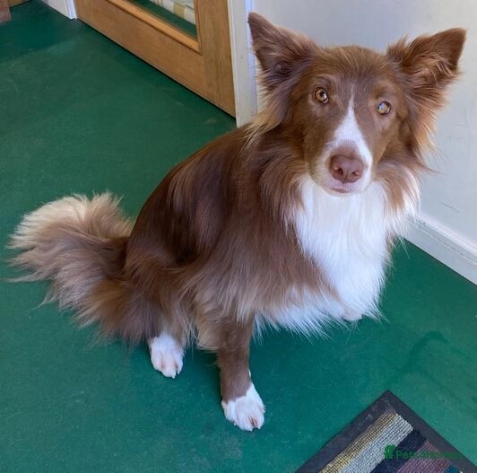 Two Adult Border Collies. Half Brother & Sister. for sale in PE12 8RH | Image 3