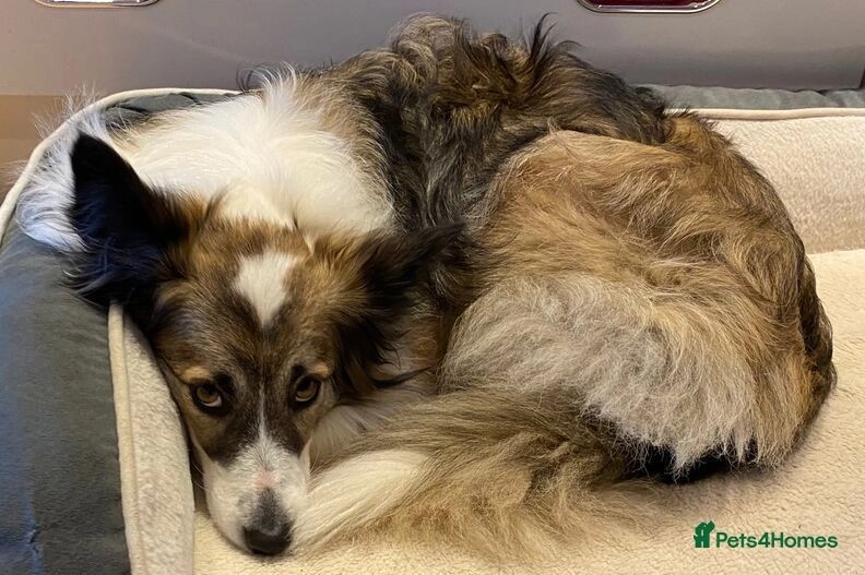 Border Collie puppies for sale in PE12 8RH – 5 years old - Image 4 of 5