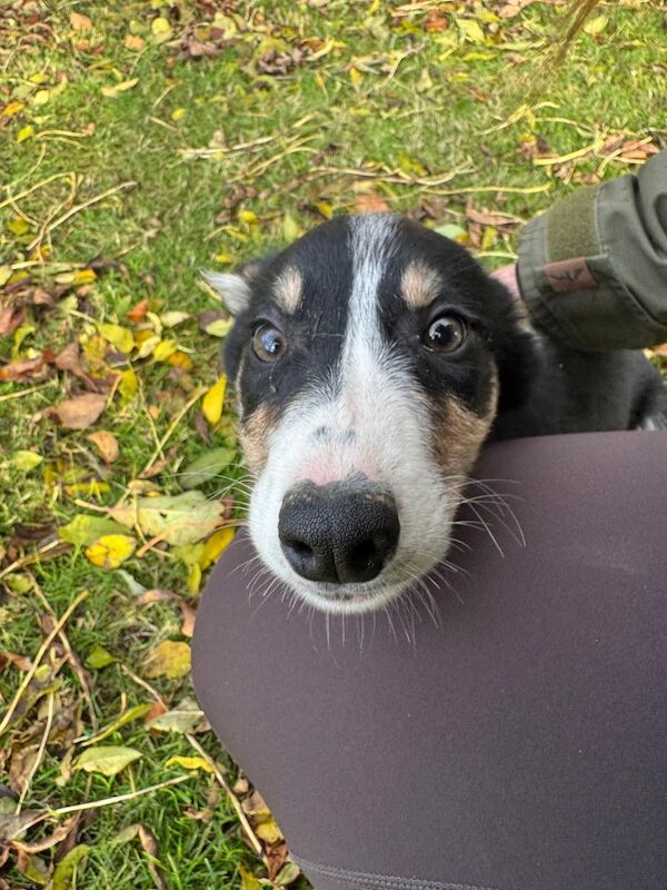 Border Collie puppies for sale in Peebles, Tweeddale – 3 months old