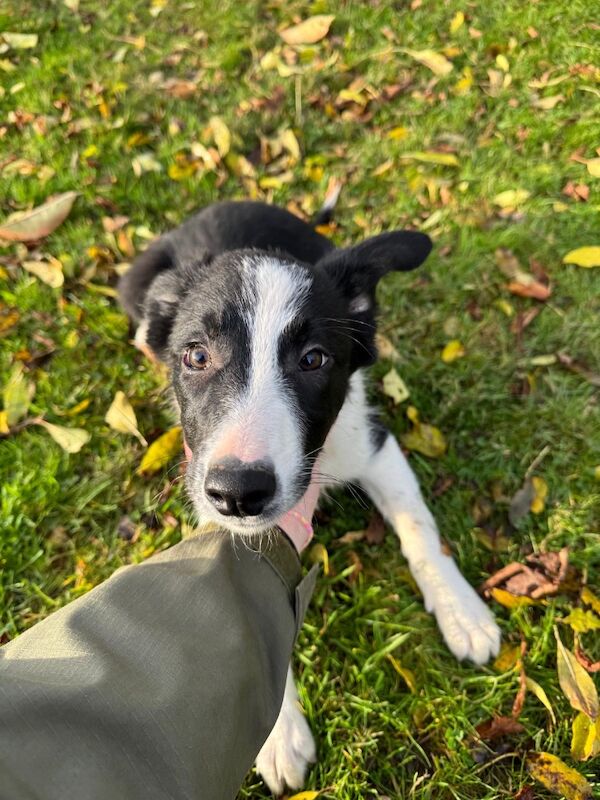 Border Collie puppies for sale in Peebles, Tweeddale – 3 months old - Image 3 of 6