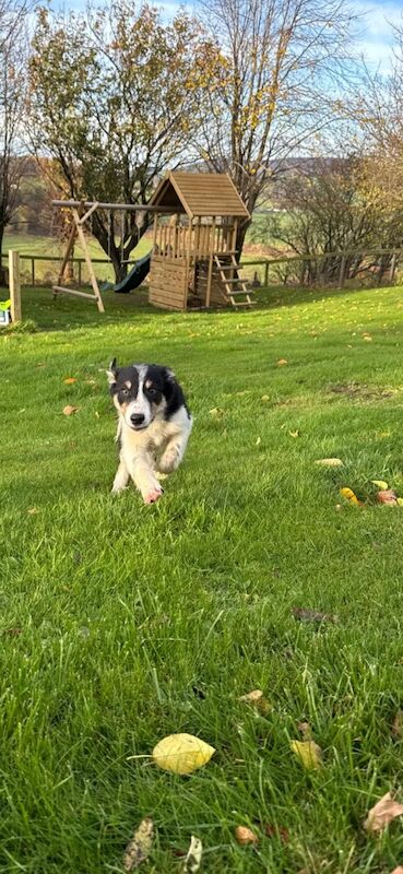 Border Collie puppies for sale in Peebles, Tweeddale – 3 months old - Image 5 of 6