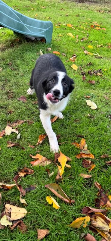 Border Collie puppies for sale in Peebles, Tweeddale – 3 months old - Image 6 of 6
