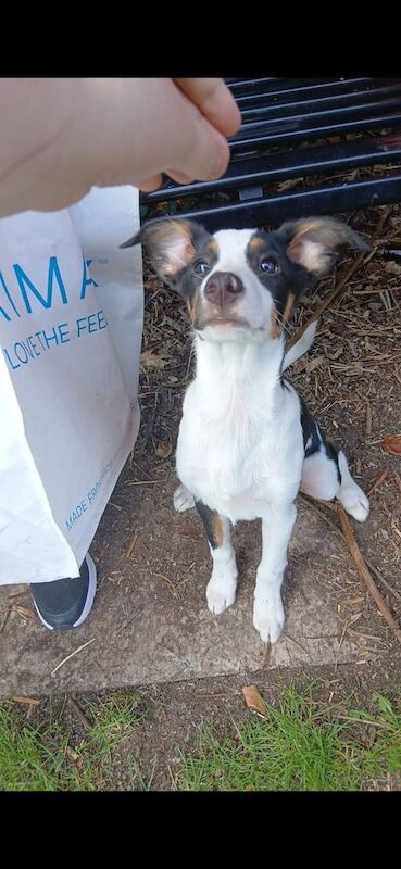 Border Collie puppies for sale in Belfast, County Antrim – 6 months old