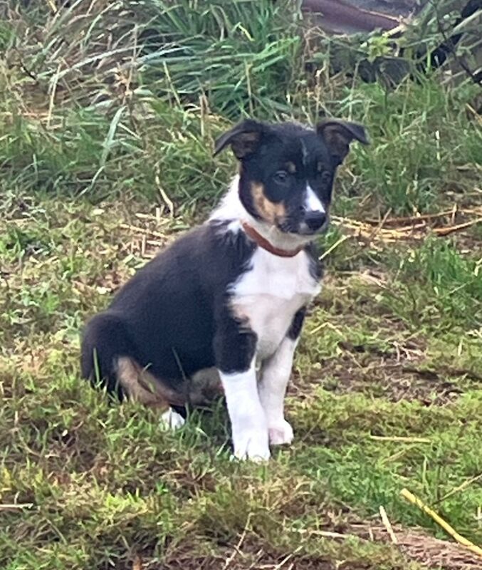 Border Collie puppies for sale in Moretonhampstead, Devon – 8 weeks old