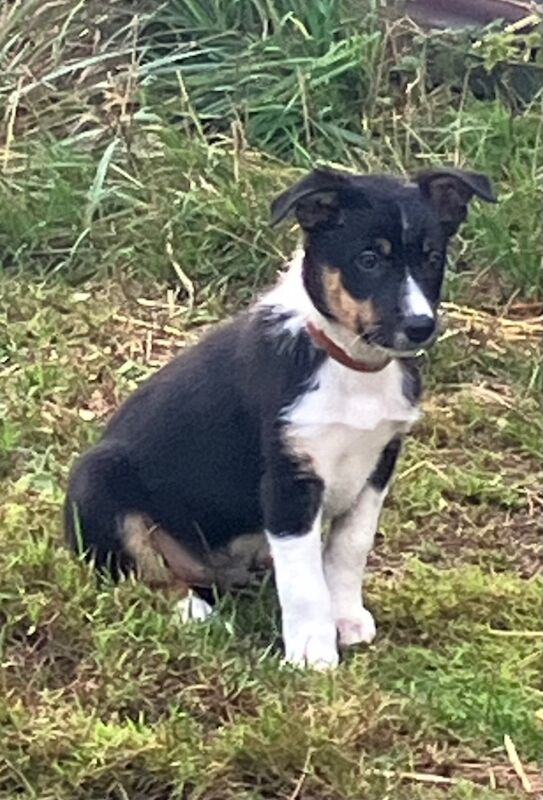 Border Collie puppies for sale in Moretonhampstead, Devon – 8 weeks old - Image 2 of 7