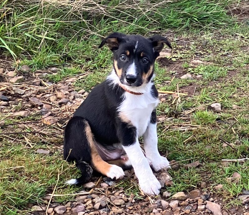 Border Collie puppies for sale in Moretonhampstead, Devon – 8 weeks old - Image 3 of 7