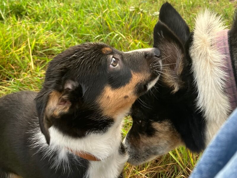 Border Collie puppies for sale in Moretonhampstead, Devon – 8 weeks old - Image 4 of 7