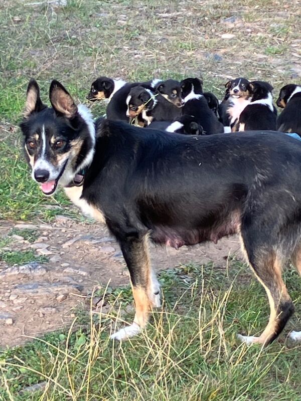 Border Collie puppies for sale in Moretonhampstead, Devon – 8 weeks old - Image 5 of 7