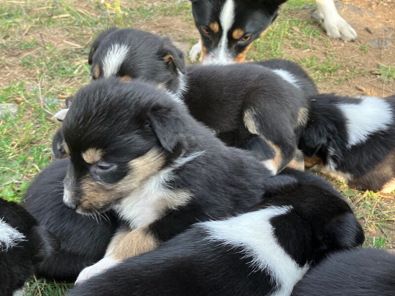 Border Collie puppies for sale in Moretonhampstead, Devon – 5 weeks old